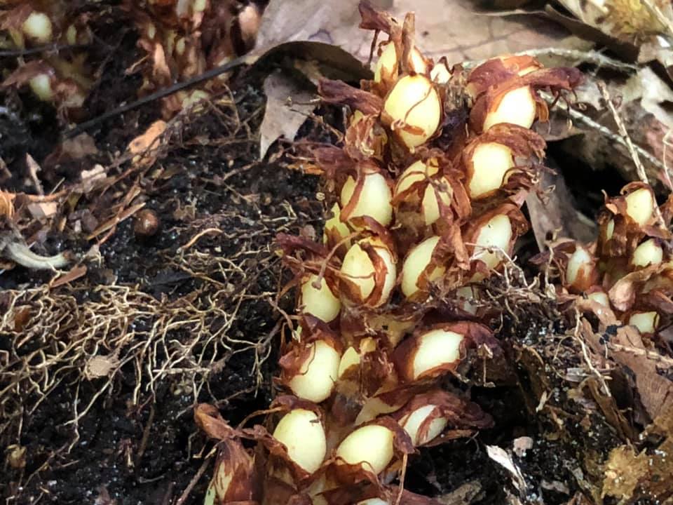 michaelffay60's tweet photo. #MidWest #parasites. #IndianPipe (#Monotropa uniflora) and #BearCorn/#CancerRoot (#Conopholis americana) - one mooches off #fungi (which mooch on trees), the other off tree roots (#Quercus/#Fagus). #parasiticplants #Michigan #Ericaceae #Orobanchaceae (photos: M Christenhusz) https://t.co/7emB1XMbg3