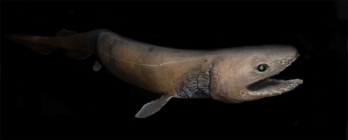 OOTBScience's tweet photo. The frilled shark, also known as the lizard shark or the scaffold shark, has a long, snake-like appearance thought to have inspired sea serpent tales. You can learn all about the ocean's best dressed here: https://t.co/7v7ZJpn1wA
#ThrowbackThursday #science #animals #sharks https://t.co/kLLStc95Bb