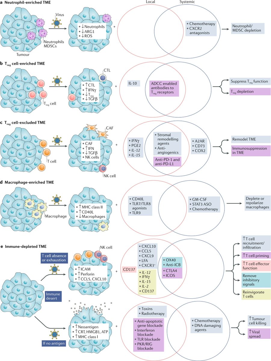 NatRevDrugDisc's tweet photo. This new Review discusses the different therapeutic approaches to develop oncolytic viruses for patients with cancer, including delivery modalities and methods for assessing their biological activity. Read more here https://t.co/eZSWaIKaz3  @jsoriamd https://t.co/WYBFAzyTAI
