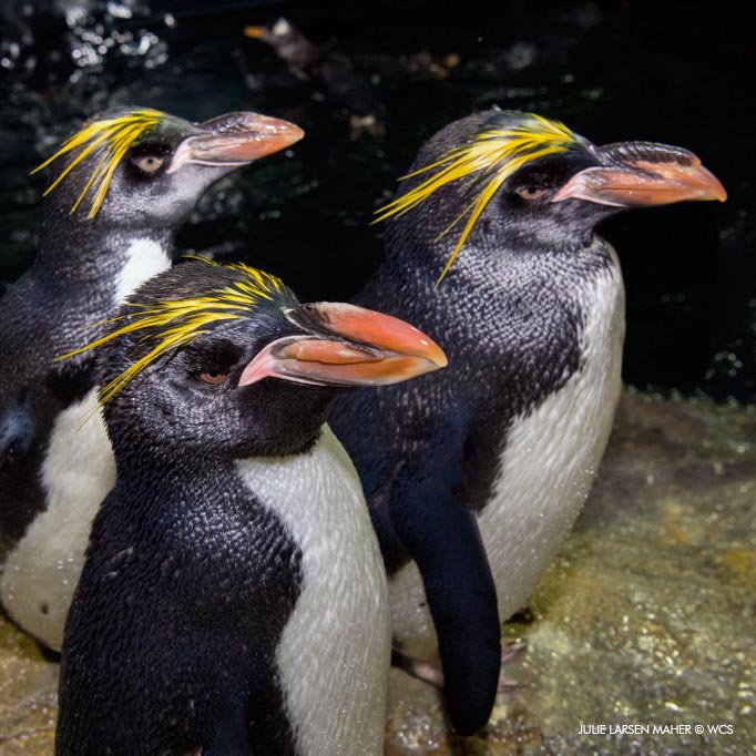 centralparkzoo's tweet photo. Heat getting to you? Come chill out with the macaroni penguins at Polar Circle. https://t.co/CYGe3gdudU
