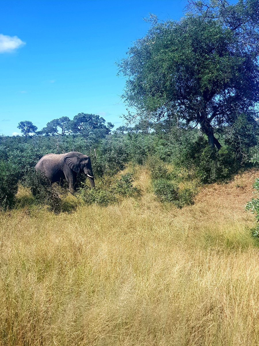 KPLodge's tweet image. Join us for one of our game drives and see what animals you can spot 🦒 Book a game drive in the Kruger National Park at our leisure desk located in the reception area: 📞 +27 (0) 13 737 5000 or email📨 kruger@legacyhotels.com #LegacyHotels