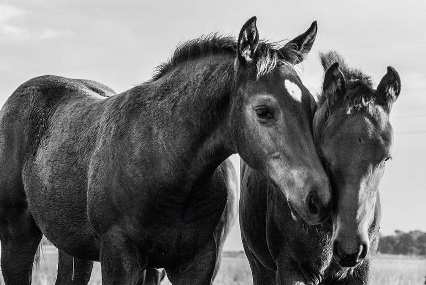lapoloindia's tweet photo. In the quiet light of the stable, you hear a muffled snort, a stamp of a hoof, a friendly nicker. Gentle eyes inquire “How are you old friend?” and suddenly, all your troubles fade away – Author Unknown
📸- @oliviajauretcheph
#LAPOLO #PoloSpirit #eques 
#polo #horse #Thursday https://t.co/fJ7QeXKSUV