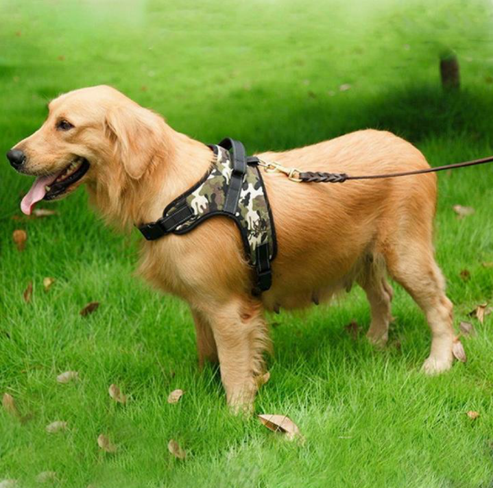 JoJosWorldStore's tweet photo. Adjustable Dog Harness🐾

Available at: https://t.co/sMGdsxMocY
_______
#dogharnessshop #dogharness #harnessshop #dogshoponline #dogshop #onlineshop #trustedseller #freeshipping #TeamJoJosWorld https://t.co/KOdd3cEPO3