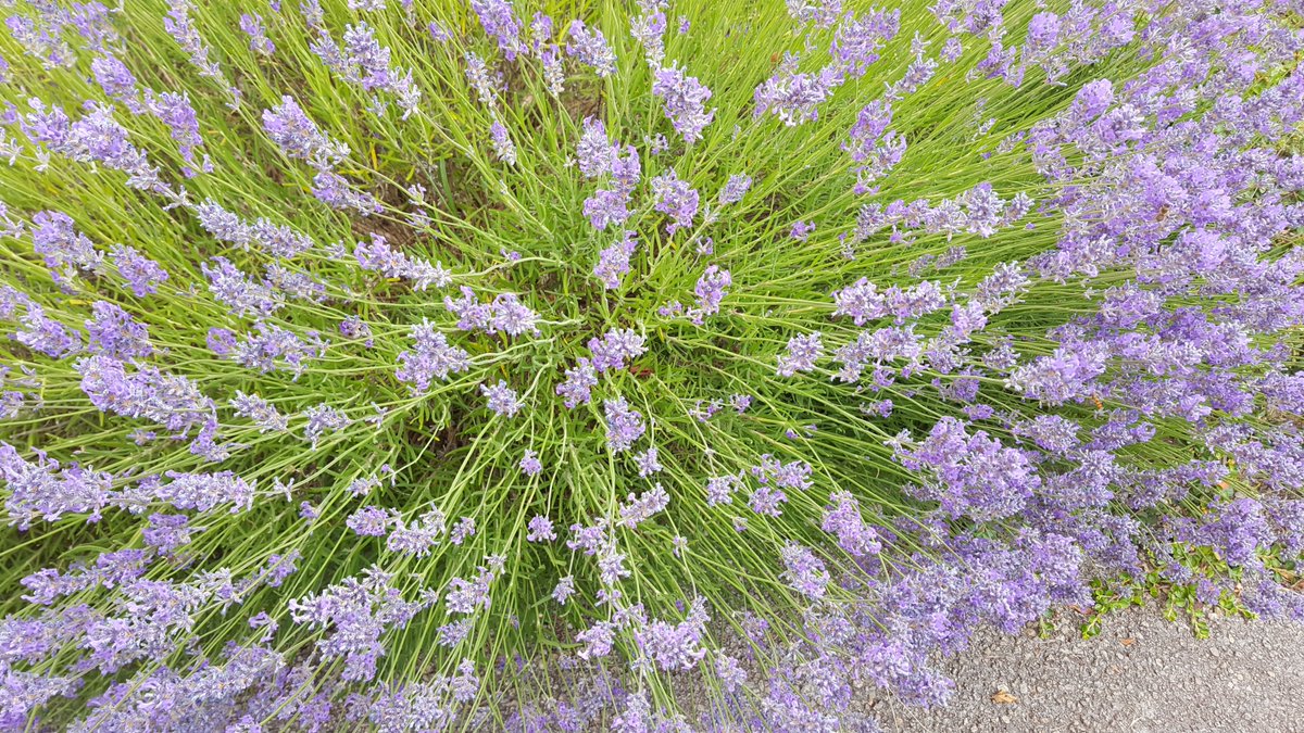 NEUReading's tweet photo. @DamianHinds Is it in the lavender bush? #WhereisSTRB #hideandseekrdguk #neunion @SouthEastNEU @NEUnion https://t.co/DJrWqFadRI