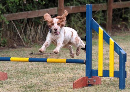 Brom_Advertiser's tweet image. This looks a cracking day out in Hanbury this Sunday - kids will love it, and adults too!

Read more here - bit.ly/2LPf3wb