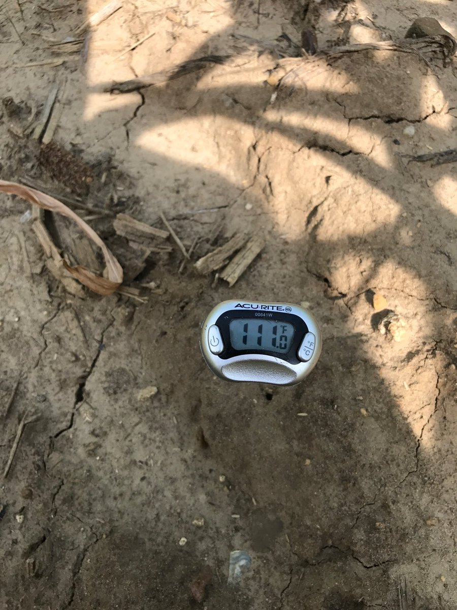 60inCornFarmer's tweet image. #ThrowbackThursday To last year when I discovered another advantage of #interseeding #covercrops can protect the soil from burning up!