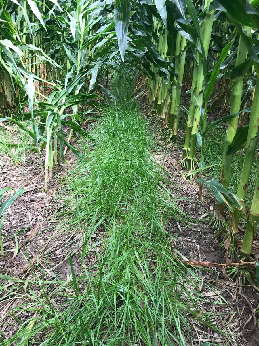 60inCornFarmer's tweet image. #ThrowbackThursday To last year when I discovered another advantage of #interseeding #covercrops can protect the soil from burning up!