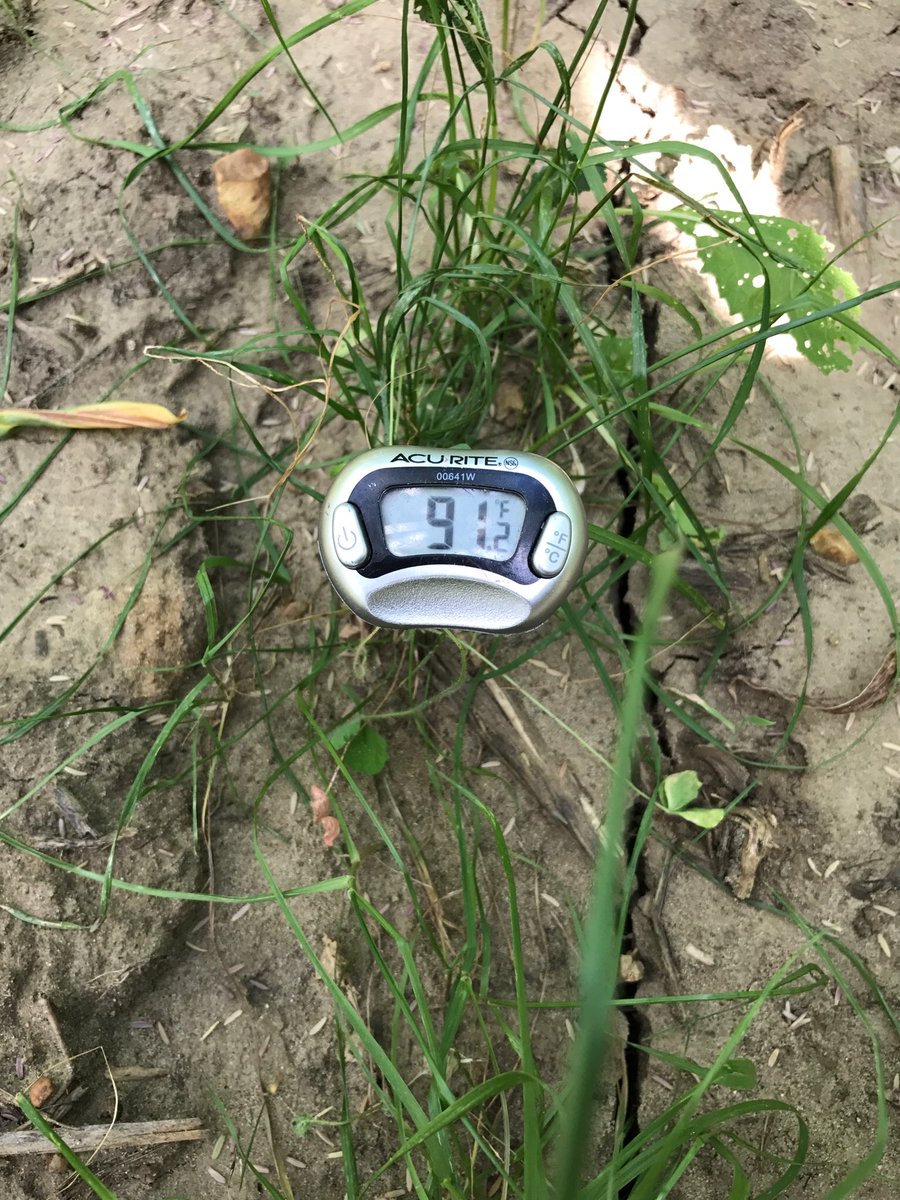 60inCornFarmer's tweet image. #ThrowbackThursday To last year when I discovered another advantage of #interseeding #covercrops can protect the soil from burning up!