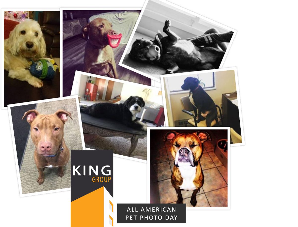 It's All American Pet Photo Day so we are showing off our favorite King Group pups! Show us your favorite pet photo today! #rescuedogsofinstagram #adoptdontshop #morethanCRE #saycheese #thursdaymood #rescueismyfavoritebreed