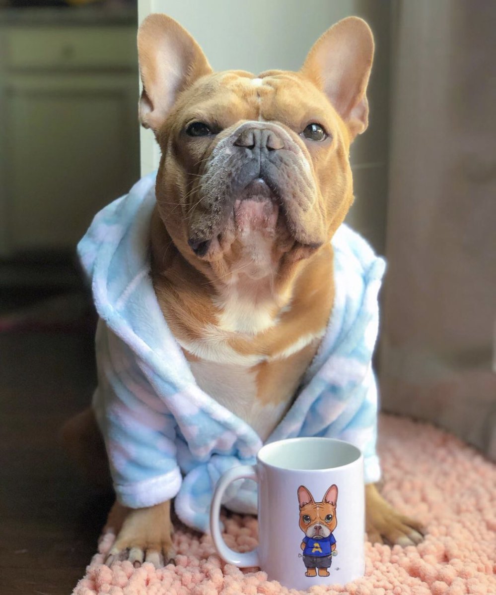 FrenchFit1's tweet photo. The week is almost over, stay pawsitive my friends!☕️
#Frenchie #FrenchFit #FrenchFitCrew #frenchbulldogoftheday https://t.co/rGP1CezDpo