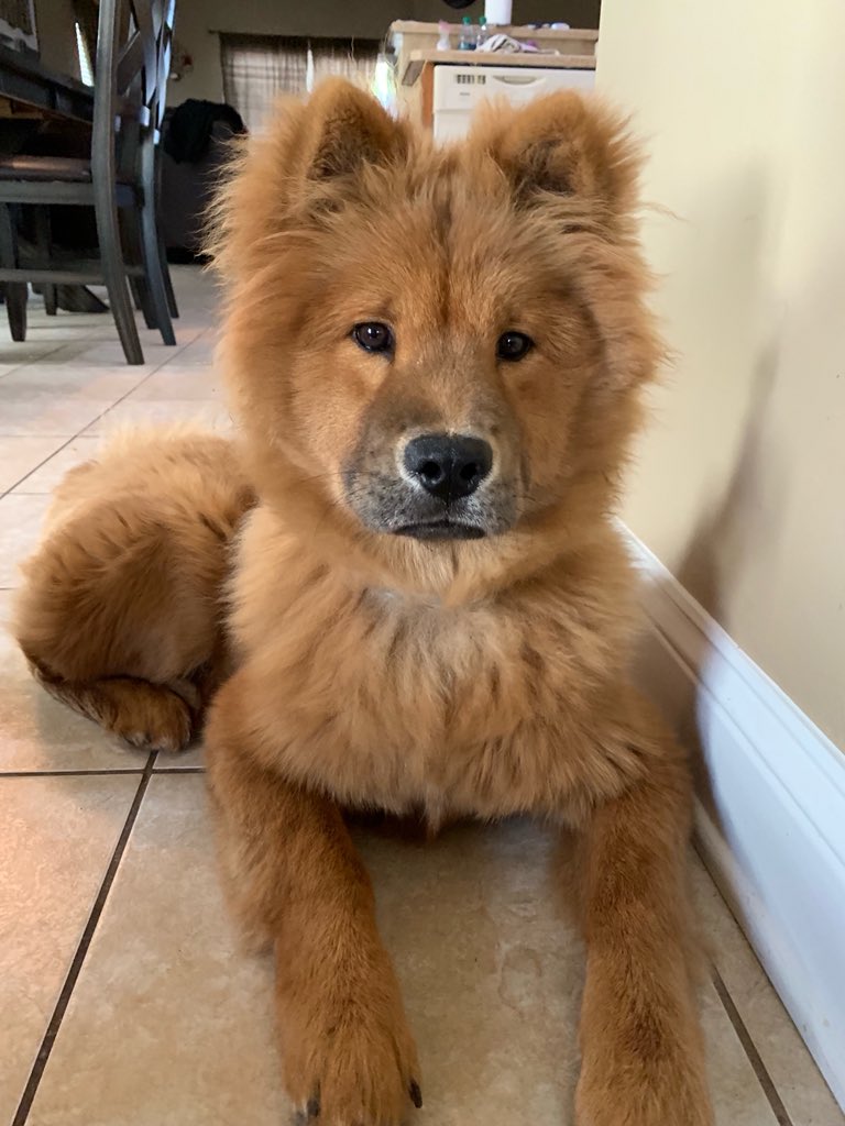 mrsjdoubleu's tweet photo. @CityofJax My baby girl Cinnamon AKA lil bit! https://t.co/WMk4K8tZXy