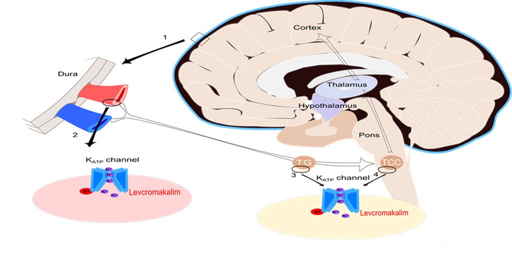 Brain (@brain1878) on Twitter photo Pharmacological provocation of migraine can help identify novel drug targets. Al-Karagholi et al. report that levcromakalim – which opens ATP-sensitive potassium channels – induced migraine attacks in 100% of study participants. bit.ly/32hVUJ7 Pharmacological provocation of migraine can help identify novel drug targets. Al-Karagholi et al. report that levcromakalim – which opens ATP-sensitive potassium channels – induced migraine attacks in 100% of study participants. bit.ly/32hVUJ7