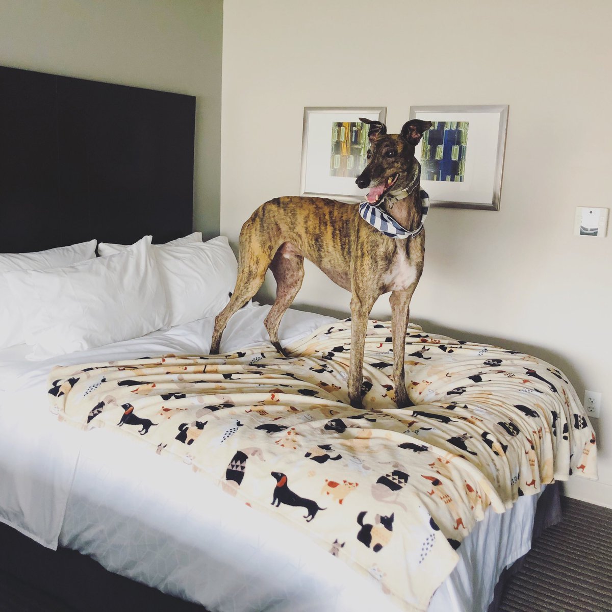 KevinTheGreyt's tweet photo. my very own bed!!! human usually does not allow me on the furniture so i had a greyt time sleeping like a human last night. Sleep is vury important for humans (7-8 hours a night is recommended) but i work vury hard so i like to sleep 18-20 hours a day instead. https://t.co/bU8DOHDX6h