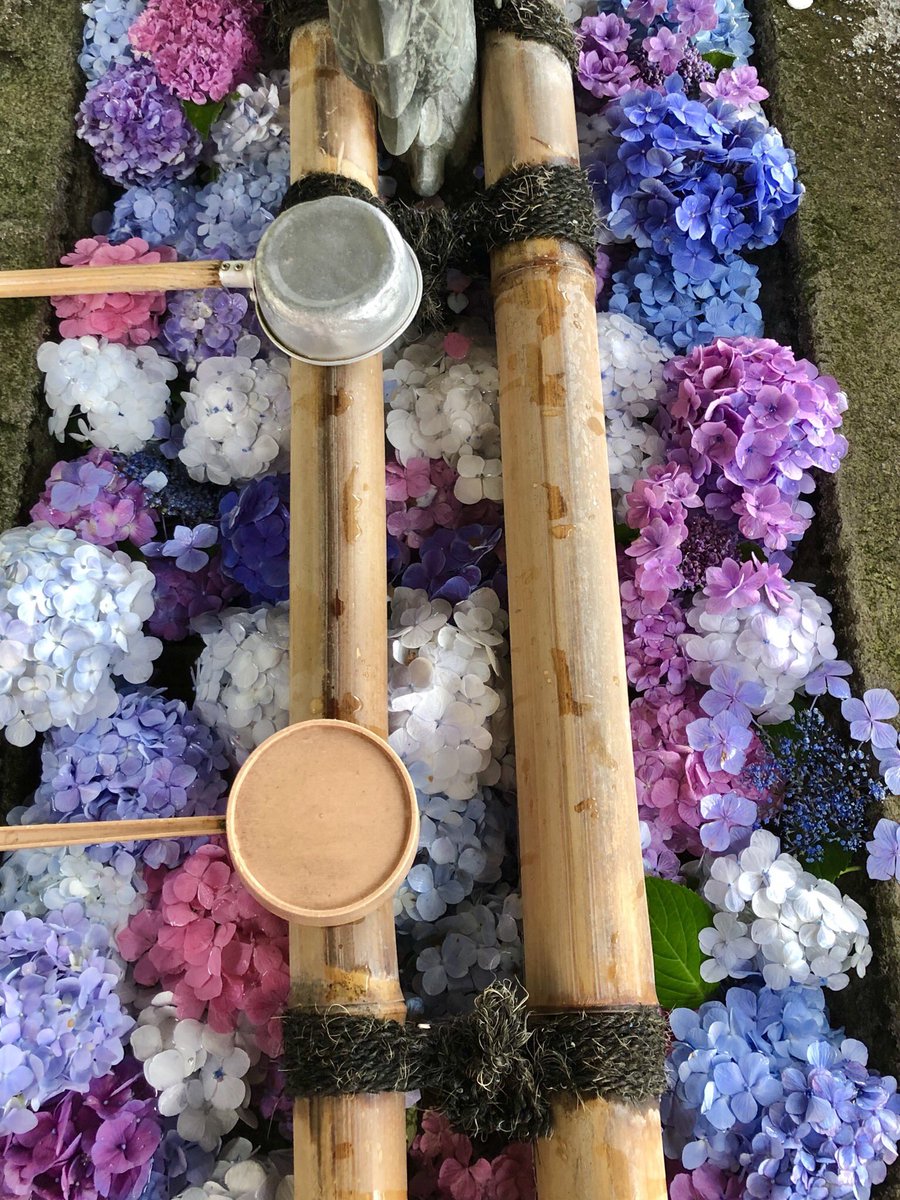茨城県桜川市にあるアジサイ寺 #雨引観音 💠 池に敷き詰められた花が美しい〜❤️枯れ始めた花を摘み取って水に放すと、花が復活するんだって👀✨ 今年のアジサイ祭りはまだ続きます！