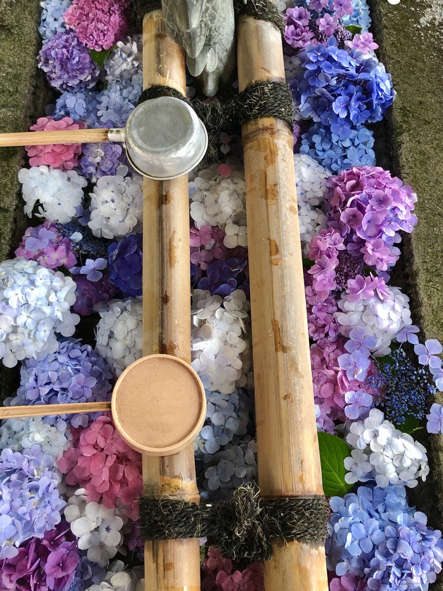 shiho_zekkei's tweet photo. 茨城県桜川市にあるアジサイ寺 #雨引観音 💠

池に敷き詰められた花が美しい〜❤️枯れ始めた花を摘み取って水に放すと、花が復活するんだって👀✨

今年のアジサイ祭りはまだ続きます！ https://t.co/Dldt4l5U7d