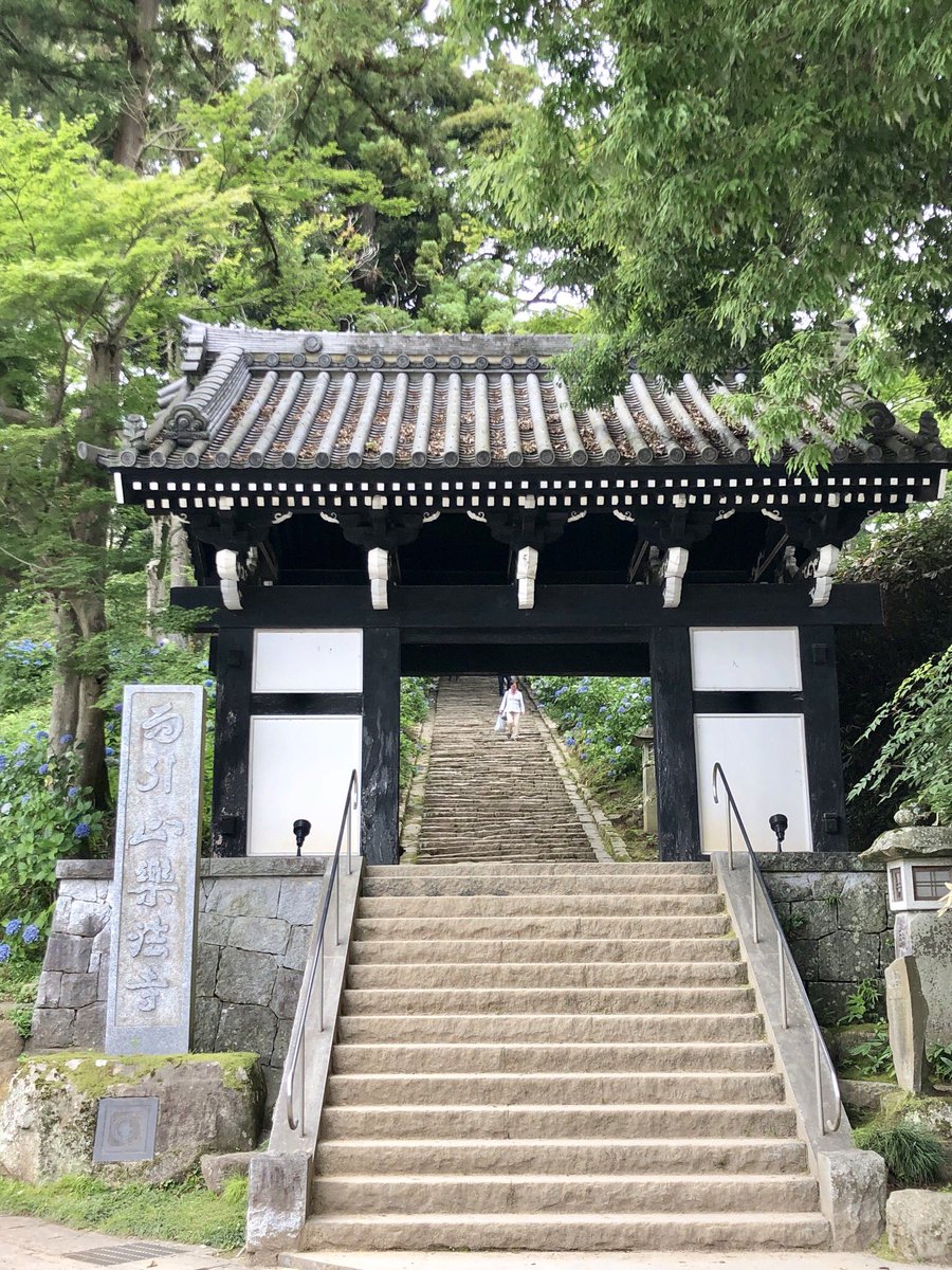 shiho_zekkei's tweet photo. 茨城県桜川市にあるアジサイ寺 #雨引観音 💠

池に敷き詰められた花が美しい〜❤️枯れ始めた花を摘み取って水に放すと、花が復活するんだって👀✨

今年のアジサイ祭りはまだ続きます！ https://t.co/Dldt4l5U7d