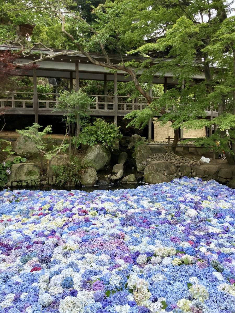 shiho_zekkei's tweet photo. 茨城県桜川市にあるアジサイ寺 #雨引観音 💠

池に敷き詰められた花が美しい〜❤️枯れ始めた花を摘み取って水に放すと、花が復活するんだって👀✨

今年のアジサイ祭りはまだ続きます！ https://t.co/Dldt4l5U7d
