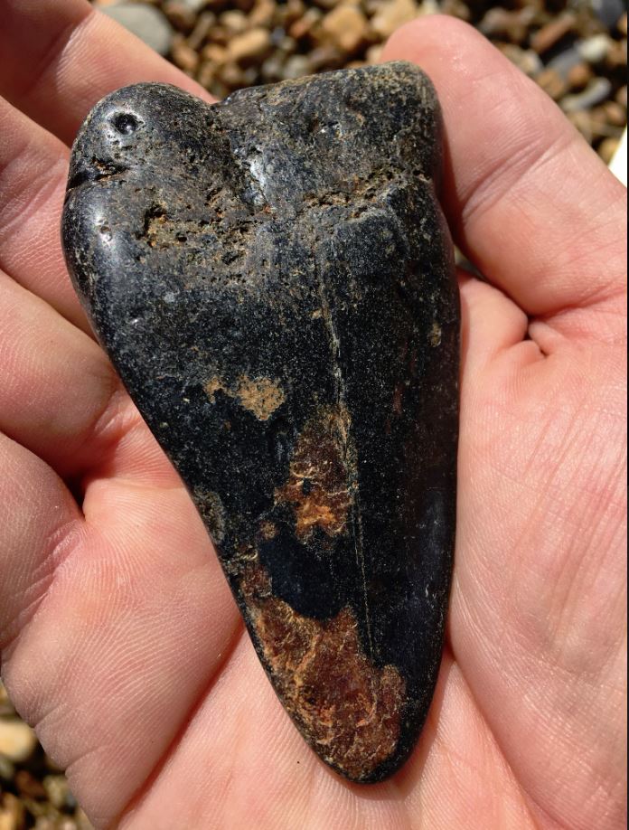 SWTlearningteam's tweet image. We can't guarantee you'll find the fossilised tooth of a megalodon, but you'll certainly be in the right place to look if you join our teen course at Bawdsey beach on Saturday 27 July: suffolkwildlifetrust.org/events/2019-07…. This megaladon tooth was found at Bawdsey by @UKrubbishwalks