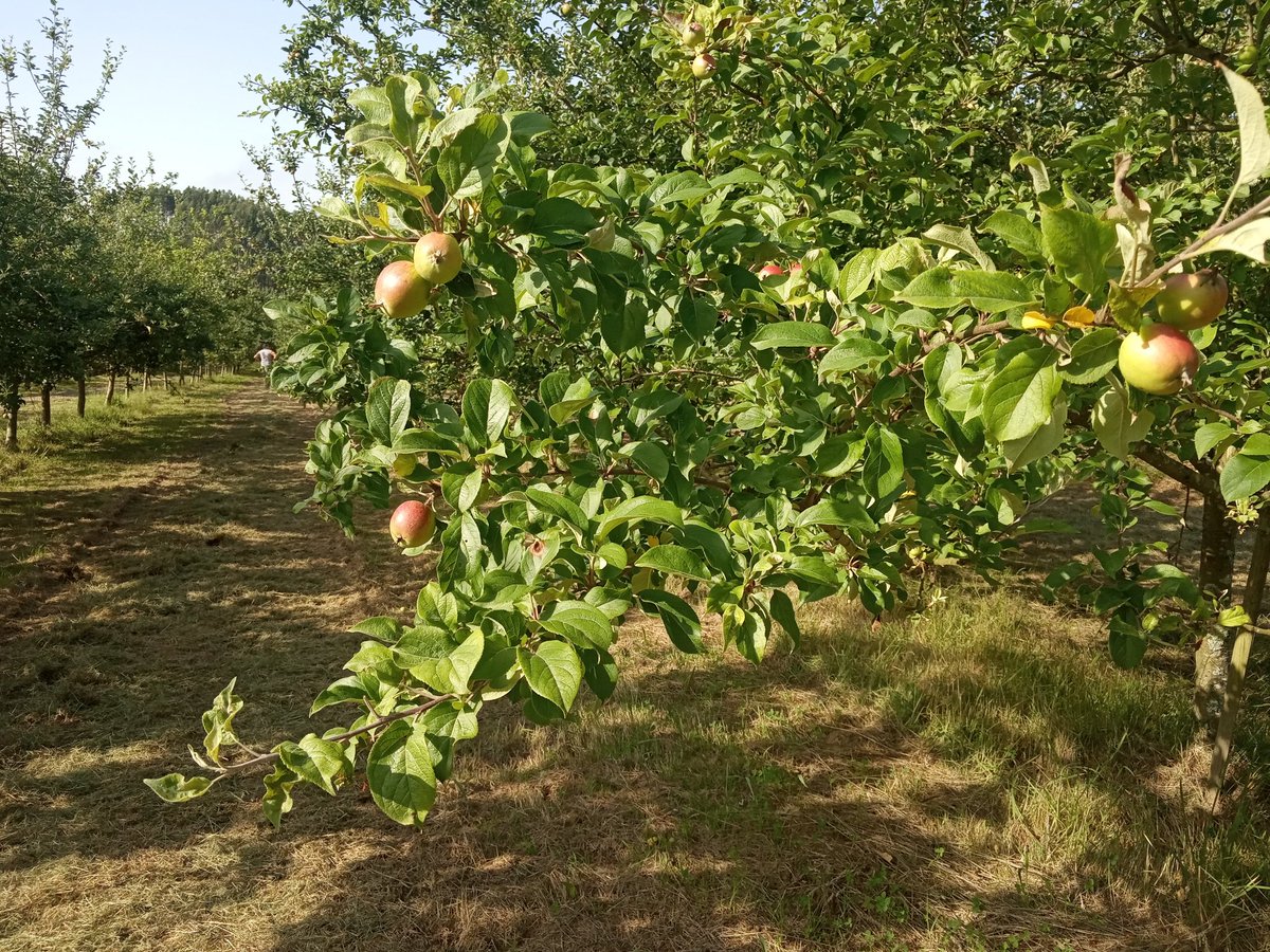 EMBrutnature's tweet photo. Ya queda menos😍 #cosecha 2019🍏🍎 Ya se presiente 👀. #EMbrutnature & #Terroir #CosechaPropia #Pomaradas #applecider #appelcider #homegrown #Asturias #Villaciviosa https://t.co/gQLkJnbr0U