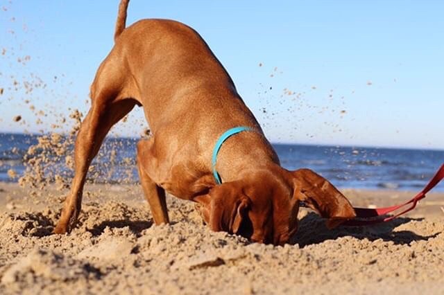 PetSensus's tweet photo. A healthy adult dog should engage in activities such as hiking, going with you when you are cycling, swimming, fetch (ball, frisbee), obedience work, agility training, relay-race games and play dates with doggy friends, which are exciting and fulfilling activities. https://t.co/zm6qfiEDwr