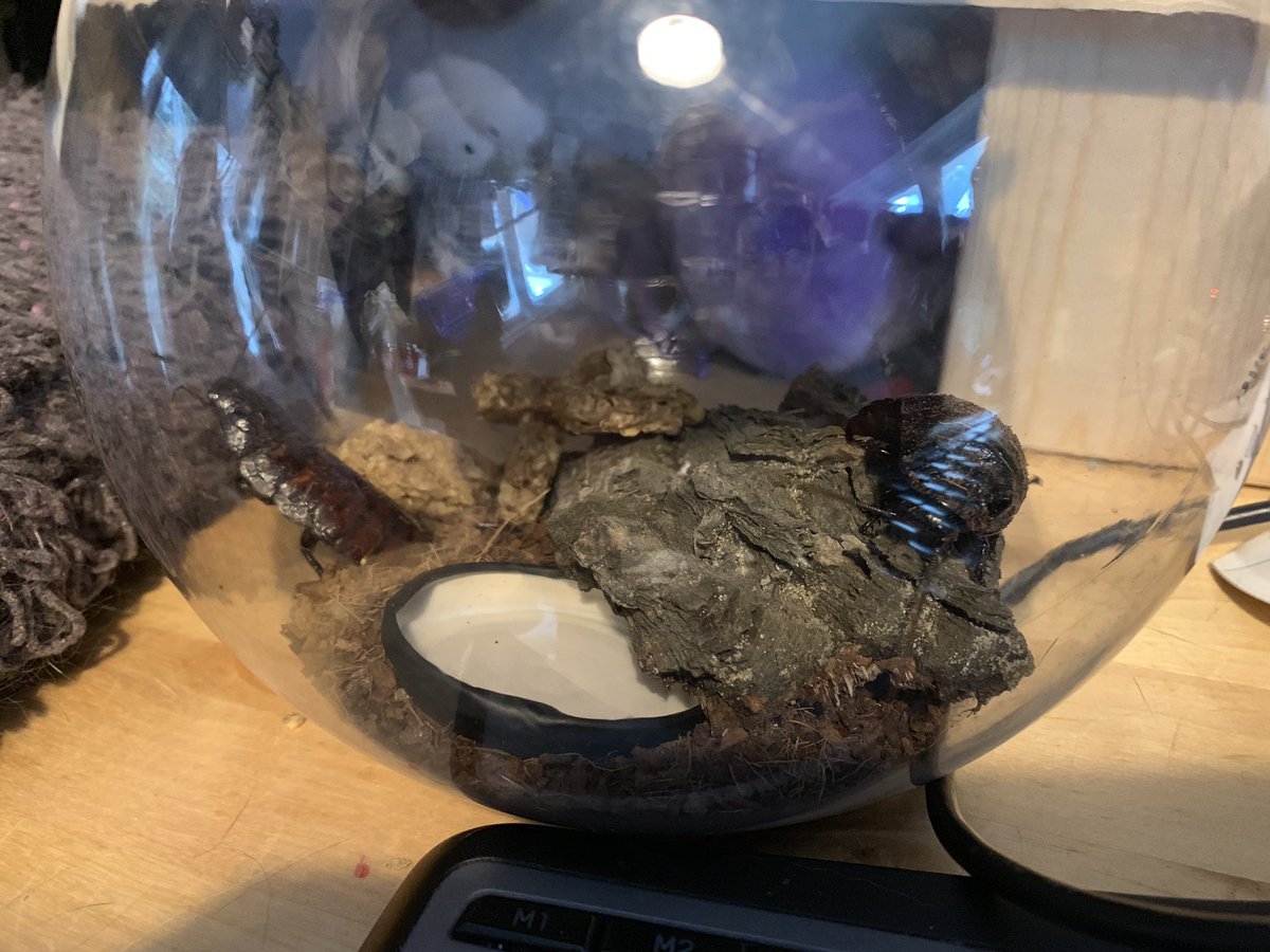 EmmaForensic's tweet photo. Meet Troi & Riker my new houseguests! Shhh donβt tell my husband π @Marina_Sirtis @jonathansfrakes β€οΈ #entolife #Entomology https://t.co/vw5OSJHiul