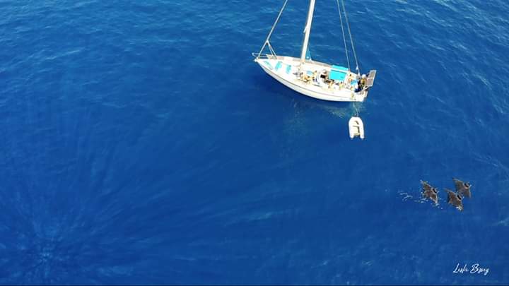 Expédition Mobulas 2019!
#mobulas #Ailerons #Skravik #weoceanproject