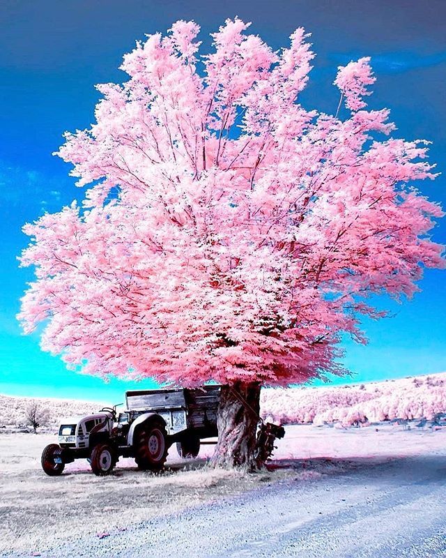 Just Posted New Infrared Art; ift.tt/2Y6EwI4 #CreativeIR #Infrared #Photography #InfraredPhotography