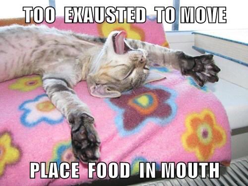 ThePhilosopurr's tweet photo. It’s a rainy blustery day...

Best day to be a cat curled up someplace warm..

#Purrsday https://t.co/BPRLJr6WFD