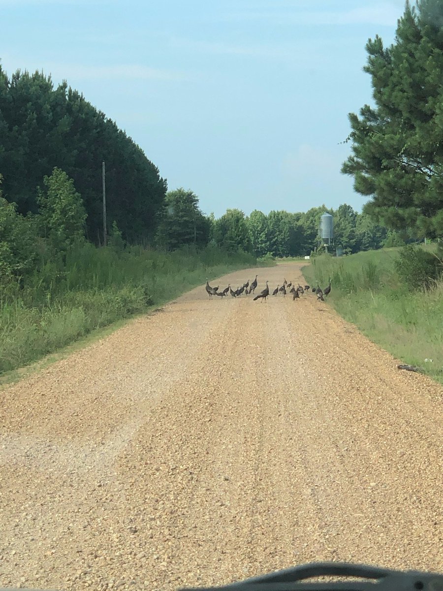debsimmonsms's tweet photo. Only in the country are you late for work because of a turkey jam https://t.co/F5TY5fMI1B