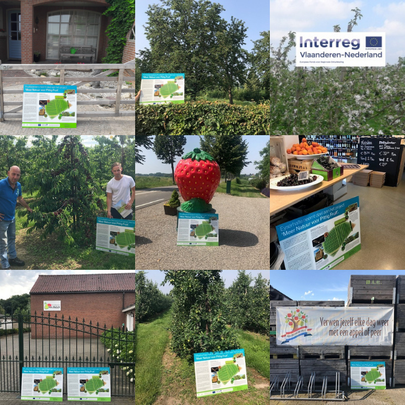 StichtingIKL's tweet photo. In het project 'Meer natuur voor pittig fruit' werden fruittelers gestimuleerd om de zekerheid op een goede bestuiving te vergroten door (naast honingbijen) wilde bijen aan te trekken. De afgelopen weken plaatsten we informatieborden bij de 17 deelnemende Limburgse fruittelers.🐝 https://t.co/jUhLi4p5nT