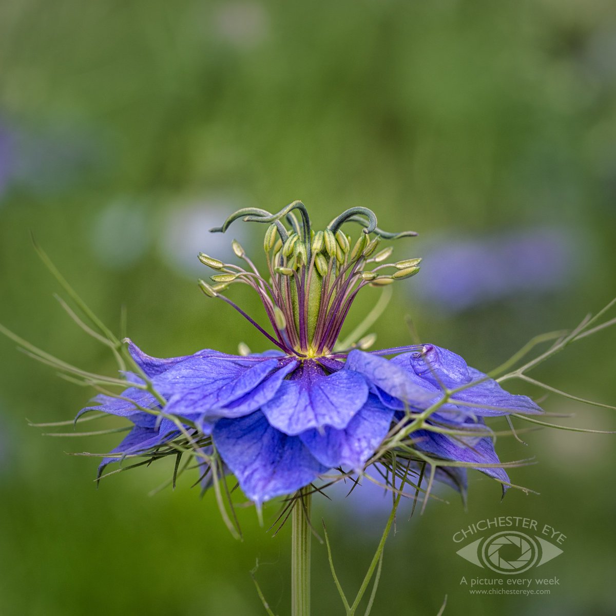 chichestereye's tweet photo. A sumptuous display of colour and even the odd hummingbird hawk moth awaits you @westdeangardens at the moment in the glorious South Downs. 

@LoveChichester @Chiobserver @VSussex @SussexLifeMag 

@chichestereye, bringing you a photo of Chichester and the area, every week. https://t.co/I2fRMrrhaH