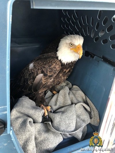 #ThisIsWhatWeDo  #LoganLake - Mountie and a bald eagle rescuer 
bit.ly/2S673Yw
