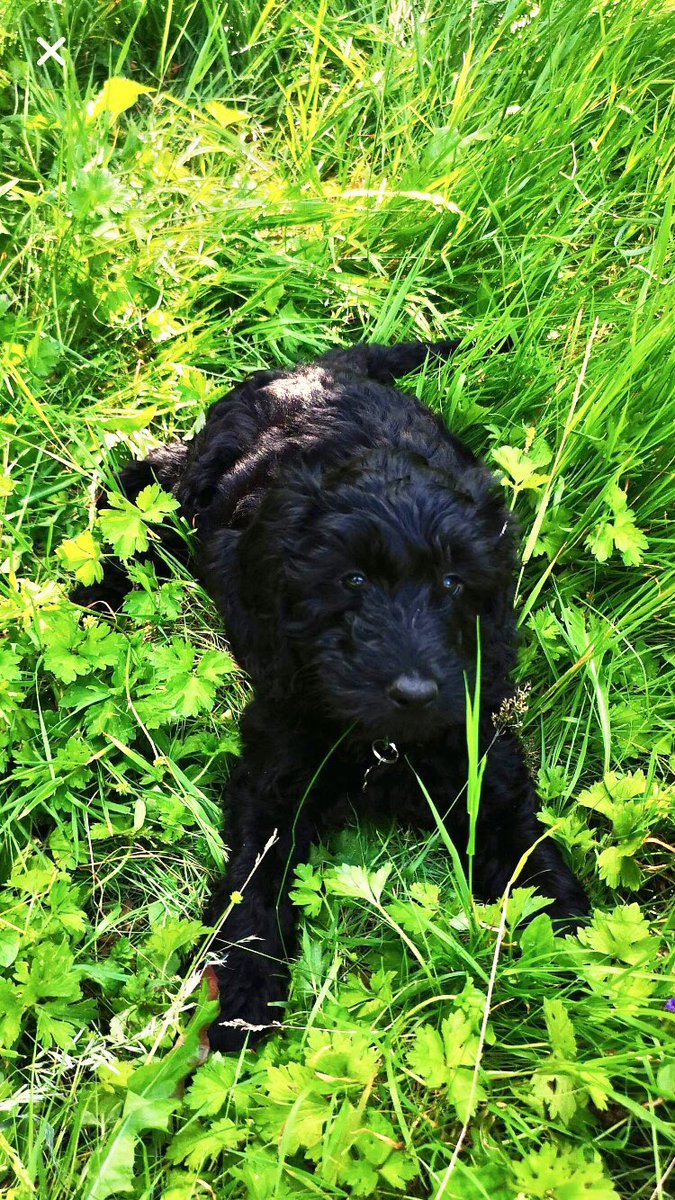 WashCycleLTD's tweet photo. Please give a warm welcome to our new WashCycle mascot, Lola! Feel free to ask our team to bring her along on your next delivery to say hello. Head over to our website at https://t.co/rJkPo2uLnU to join the family! #WashCycle #Cardiff #Puppy #Laundry #Washing https://t.co/OgNwXhEOlY