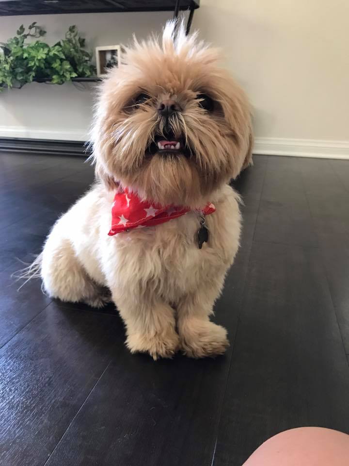 StMichaelsSldrs's tweet photo. Today is All-American Pet Photo Day, so here's a cute little guy with his best All-American gear! Tag us in photos of your furry All-American friends! 🇺🇲🐶🐱Thanks for sharing, @redigulous! https://t.co/9jl3YXQSiq