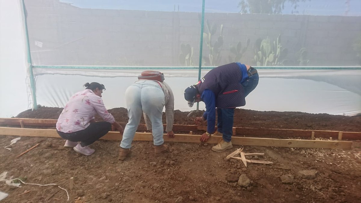 AscensoC's tweet photo. Continuamos con las capacitaciones para la construcción de camas de siembra en la  #ColoniaJavierRojoGómez , #Tulancingo, del programa a #HidalgoTeNutre.

@Sedagro 
@omarfayad 
@Car_Muniz https://t.co/vvmB6phVhi
