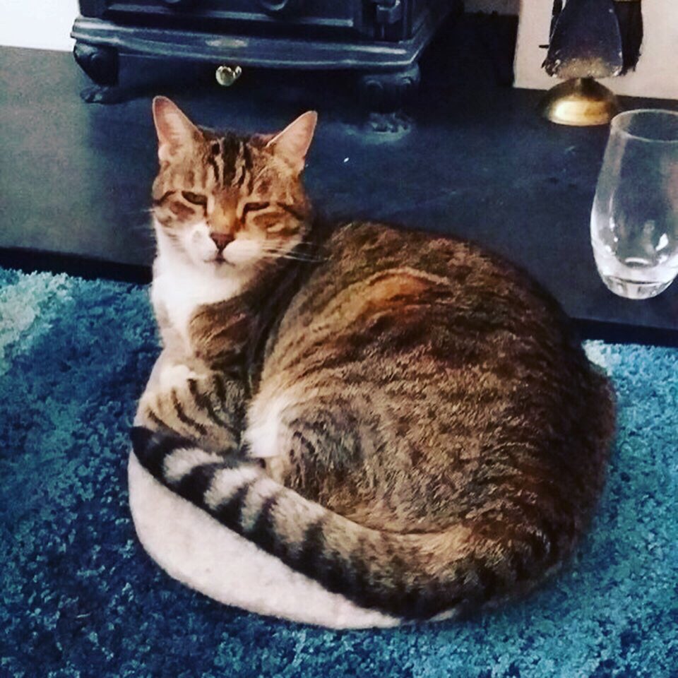 DeLaWhiskers's tweet photo. We love it when you share with us your pics. Barney here is just the cutest. Such a handsome chap. Puurrhaps even a long lost cousin of our Milly. #cats #dog #dogs #petbeds #catcaves #chihuahua #chihuahuasofinstagram #natural #nosynthetics #fairtrade #sustainable #handmade https://t.co/lNtvK2pcsb