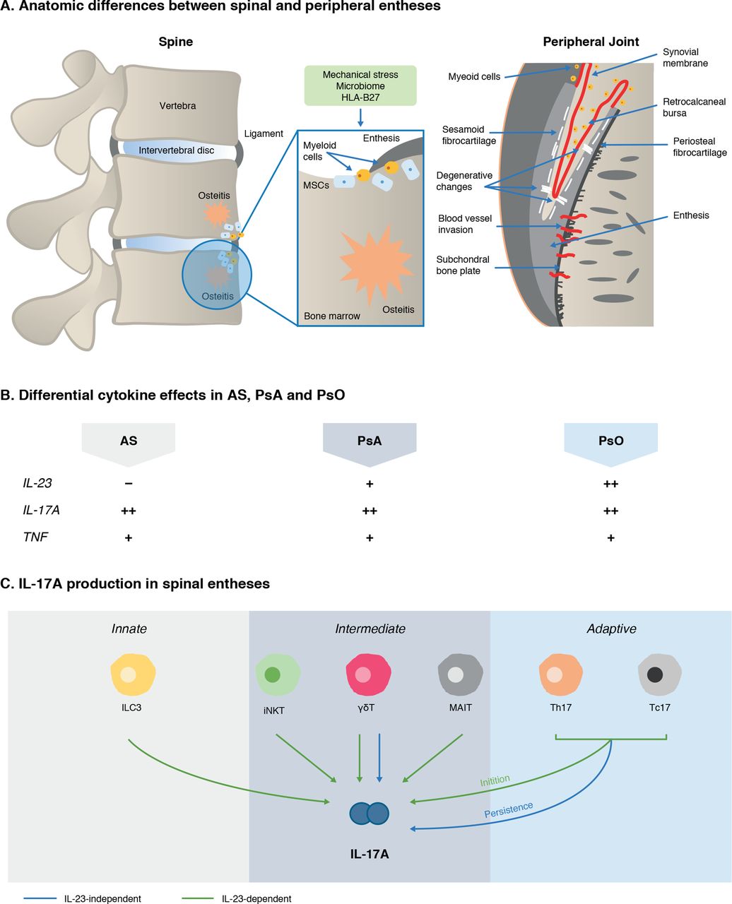 Ard Rmd Open The Role Of Il 17a In Axial Spondyloarthritis And Psoriatic Arthritis Emergent Scheme To Explain Il 23 17 Axis Pathway Divergence In Psa And As T Co Vxralek6et T Co Z6xnmuhl59 Twitter