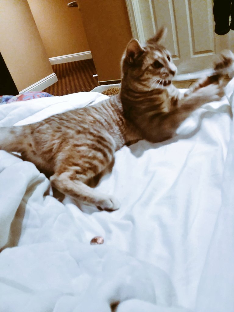 TeamBobFamily's tweet photo. Some #tbt photos of when our amazing followers helped my family when we had lost everything but eachother and the humans clothes on their backs, from a flash flood! 

Without our followers we would be still living in a makeshift tent 

#ThankYou 💗 https://t.co/vDFgoK0X8s
