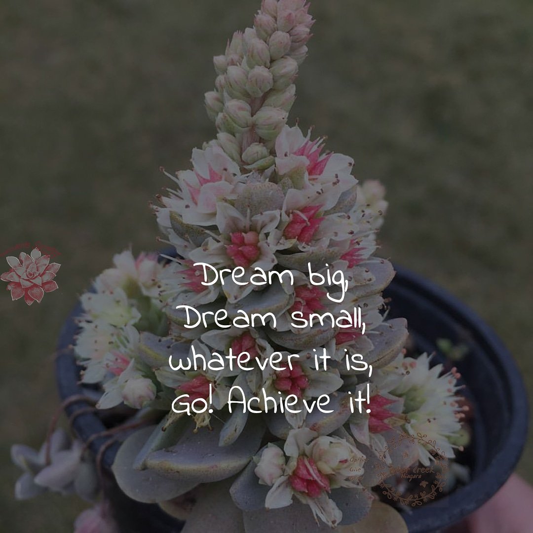 #Dream #big, dream #small, #whatever #it #is, #Go! #Achieve #it! #chineseduncecap #orostachys #succulents #success #quotes @ArborCreekNiag - Like for more success - Follow us for more success quotes @SucculentsSucc1
