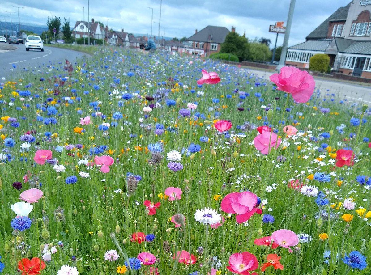 RMBCPress's tweet photo. Catch @BBCLookNorth this evening as Cllr Sarah Allen, Cabinet Member for Cleaner, Greener Communities is being interviewed about Rotherham's wonderful wildflowers. https://t.co/Rz87EsMOj7