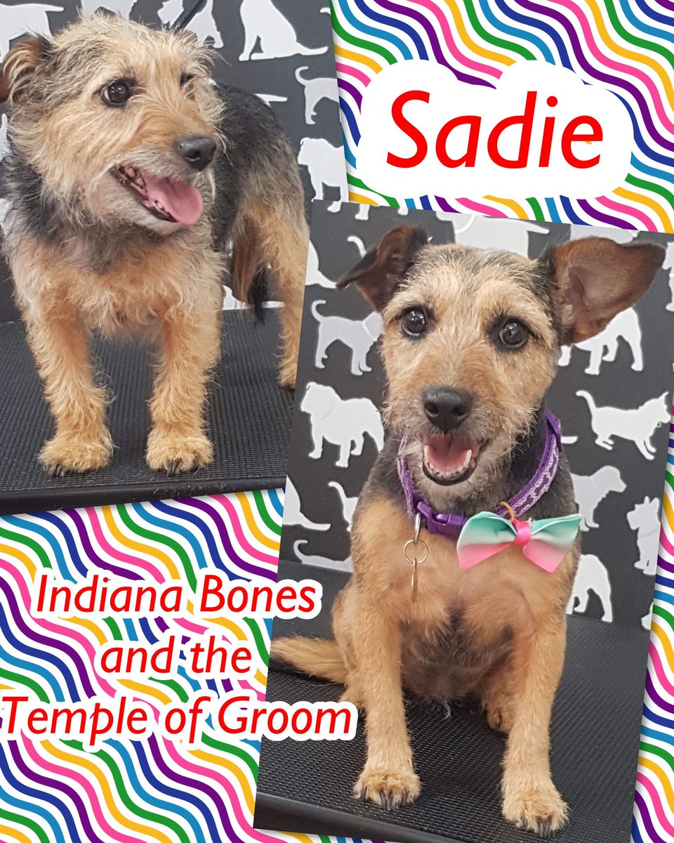 cbcelebrantmarg's tweet photo. Pet groomers open 7 days a week with 3 groomers available. Call now to book in 07947858944
#pamperedpooches #doggyhairstyles #holistictherapies #oldham #doglovers #dogs #puppies @TheGoodDogGuide #oldhamls @archie_fay @millysproducts @pawfectpotions https://t.co/0utmATEijc