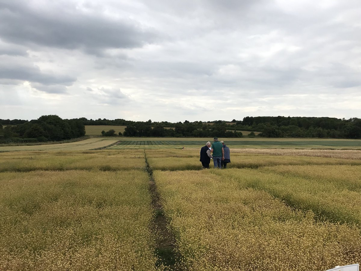 What a week it’s been <a href="/PremiumCrops/">Premium Crops</a>, had the best time showing our breeders around the Linseed and High Eruric oilseed rape trials. #breeders #osr #linseed
