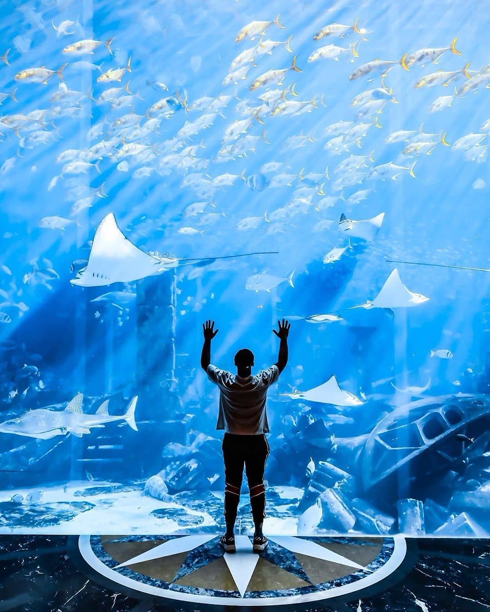 DubaiTrends's tweet photo. Open your heart to a world of possibilities and take a moment to breathe in the beauty at the Lost Chambers! 📸 ig:faaboc #MyDubai #AtlantisThePalm #LostChambers #Dubai #aquarium #wanderlust #weekend #vibes #KeysOfDubai https://t.co/kgiogmC6Pj