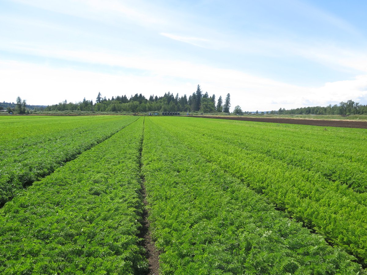 EvergreenHerbsL's tweet photo. Can you guess the perfect health food growing in our field? Crunchy, tasty and highly nutritious. Colourful and a good source of fiber, potassium and antioxidants! #carrotfield #carrottops #freshoffthefarm #Sustainablefarming #healthyveg https://t.co/Fy4So0mNAy