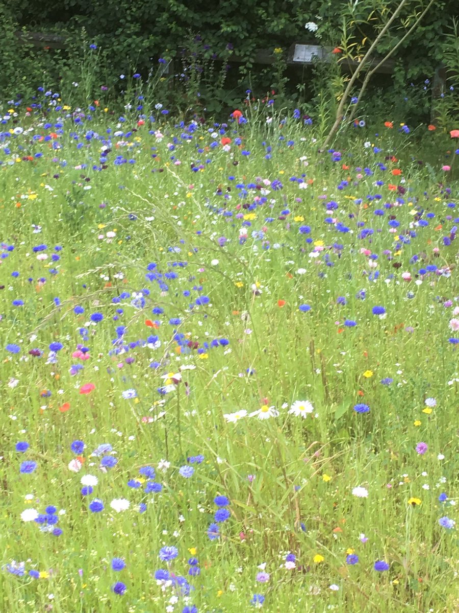 bradford_pathol's tweet photo. Beautiful day today- set off the red currants and wild flower meadow really well 😎@UniofBradford @BradEstates #TeamBradford #WalkingAtWork https://t.co/oTREDSzdzY