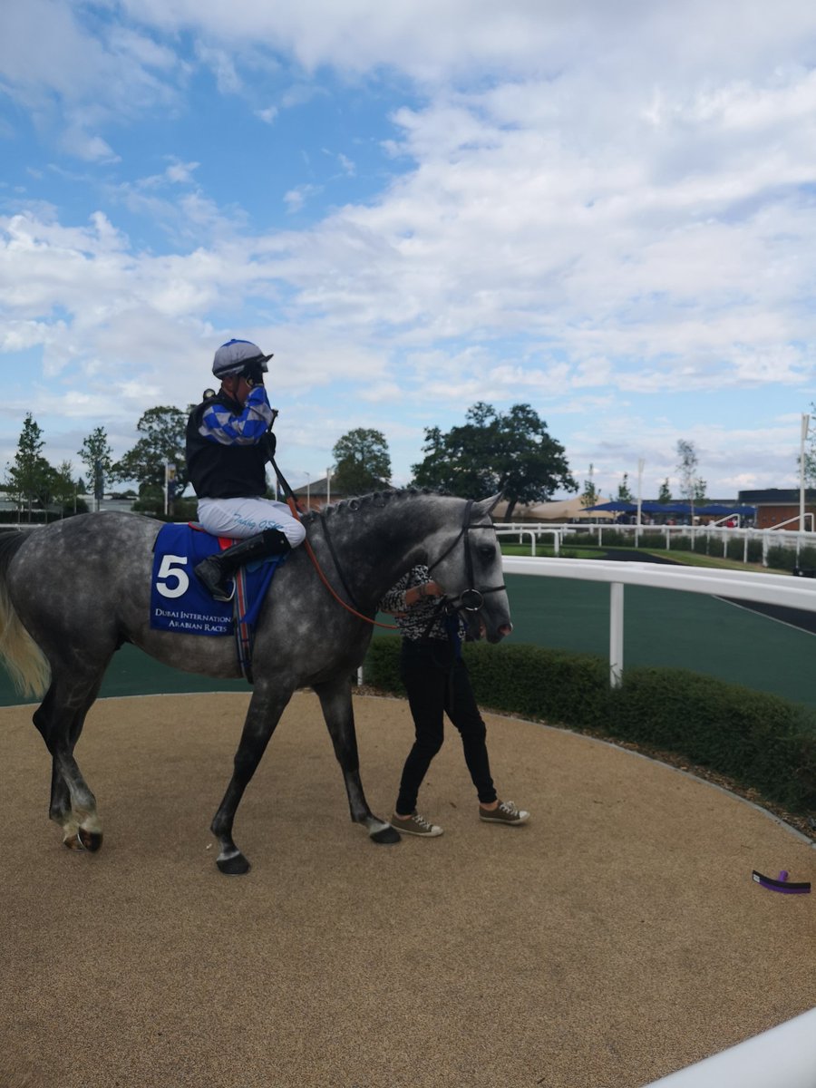 NewburyRacing's tweet photo. Mehdaaf Athbah wins the @DIA_Races 2019 International Stakes for Purebred Arabians for Philip Collington and Tadhg O'Shea 💪 https://t.co/01f5WsHOFy