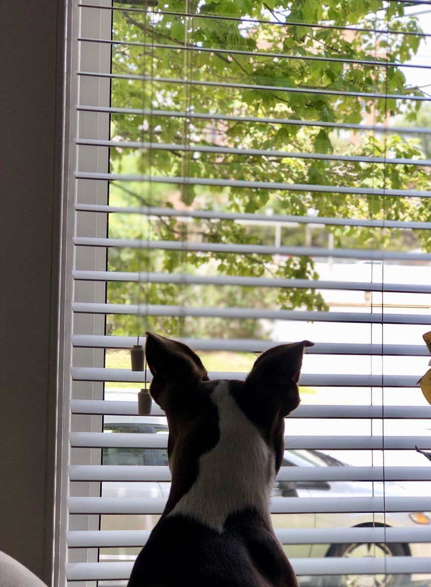 I think we’ve officially made it to the dog days of summer