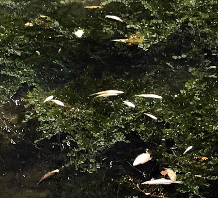 STORY UPDATED: Adderbury Lakes closed after large number of dead fish found
adderburynews.co.uk/index.php?news…