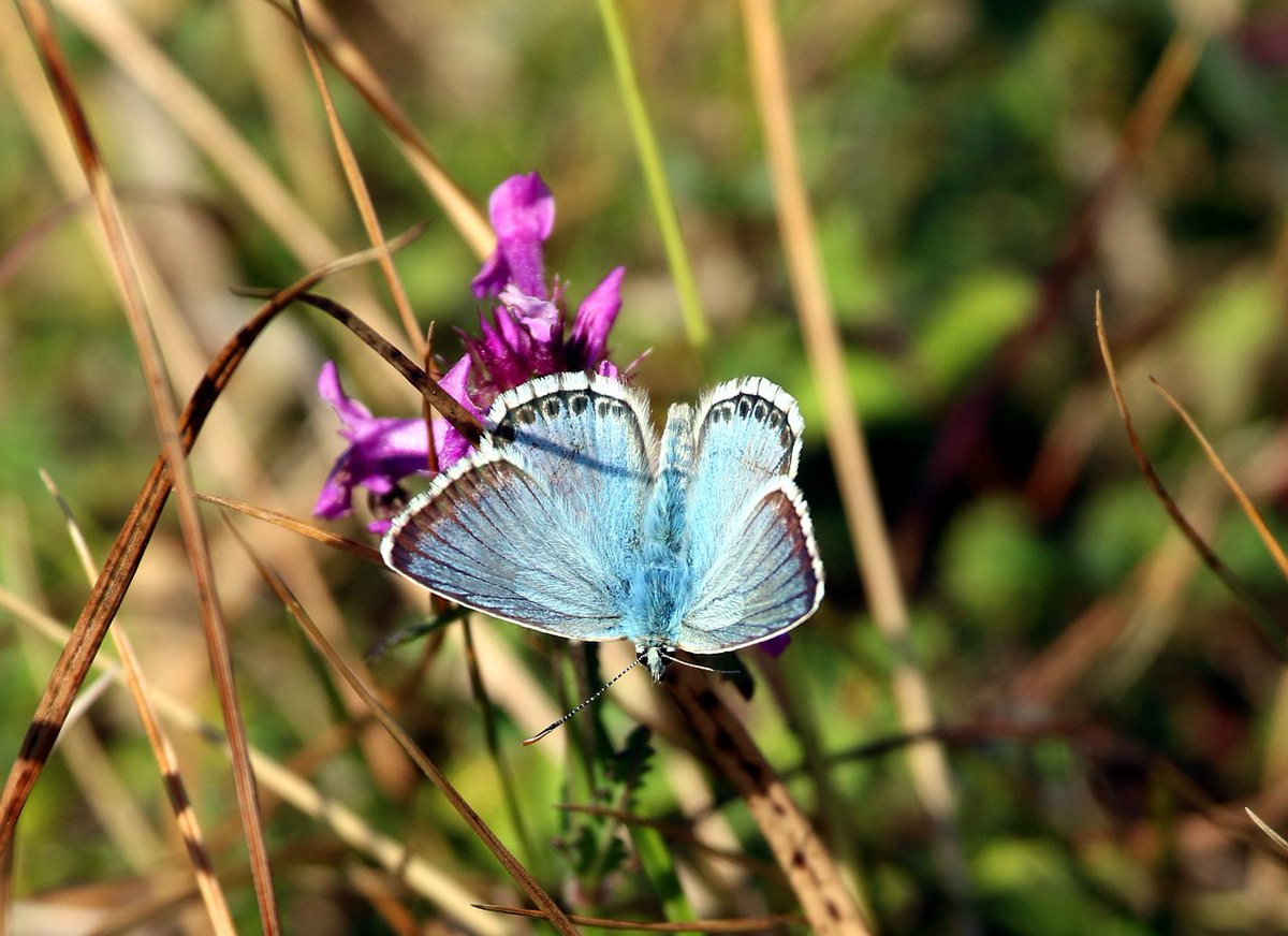 Butterfly biodiversity indicators for the UK &amp; England were published by Defra today bit.ly/2Jvugkl &amp; bit.ly/2xGeMmR using <a href="/UKBMSLive/">UKBMS Live Data</a> data Other than for UK farmland, the smoothed trends indicate that long-term declines in butterflies have slowed in recent years