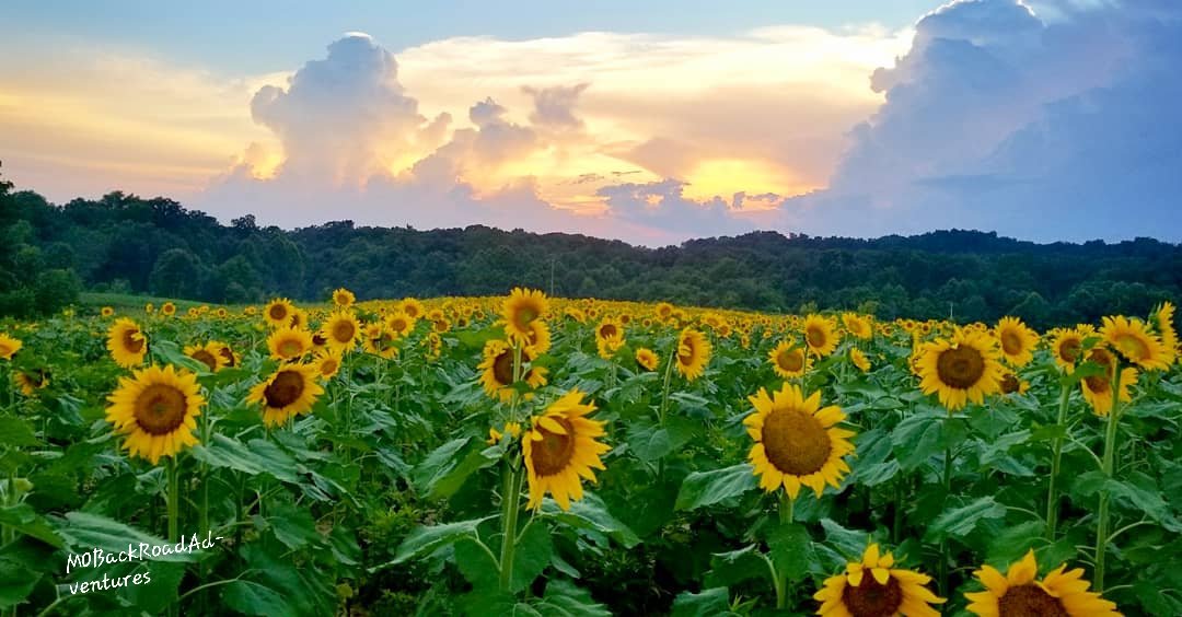 MO Backroads Adventures tweet media